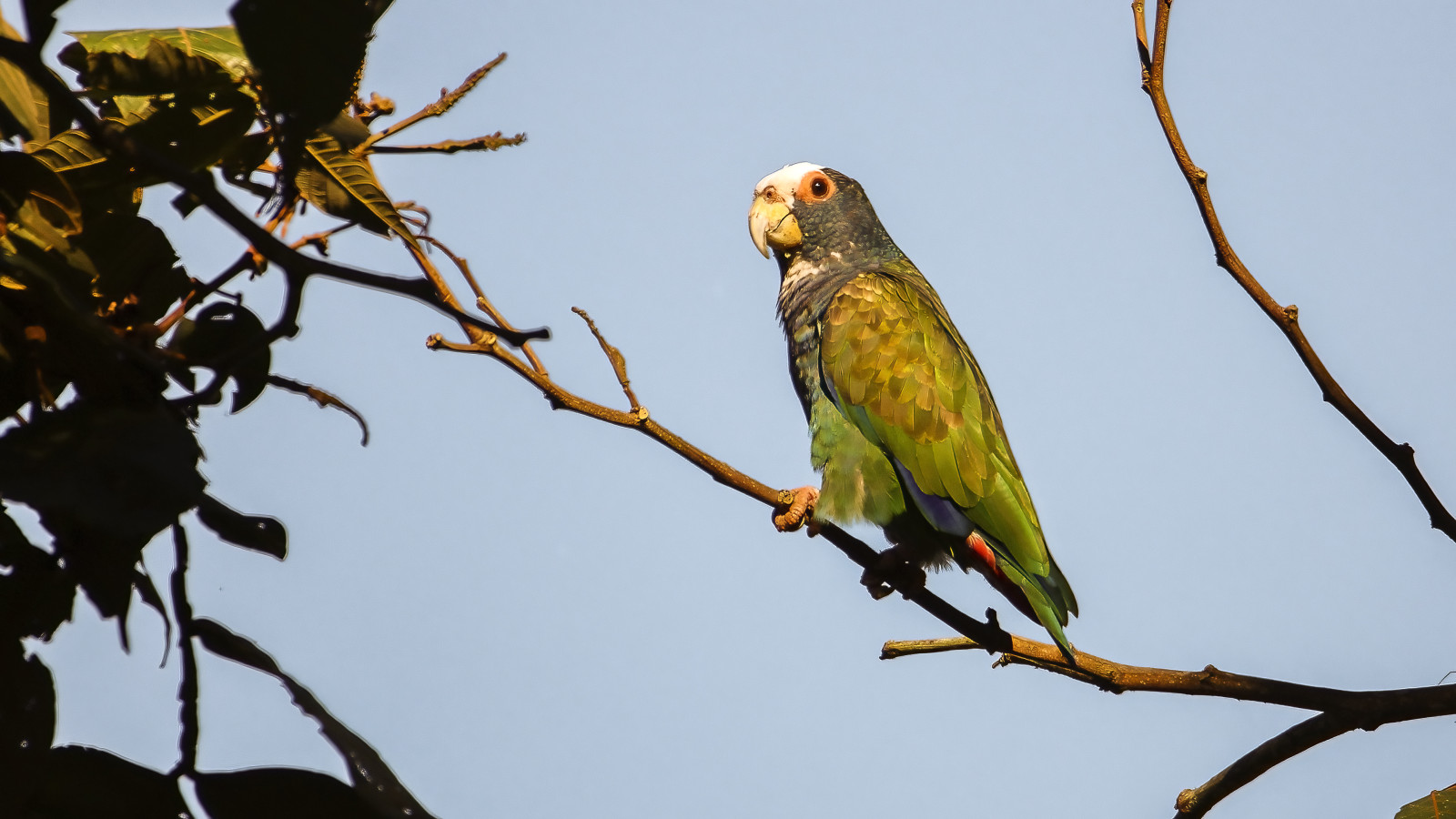 image White-crowned Parrot